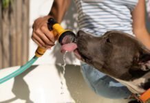 Protegendo cães e gatos do calor e clima seco: Veterinário orienta como refrescar pets (Foto: Freepik)