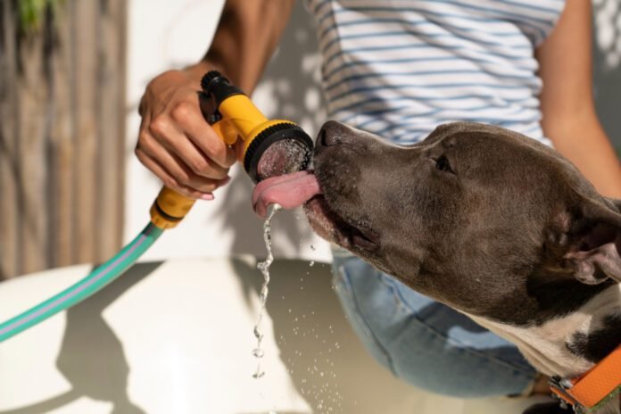 Protegendo cães e gatos do calor e clima seco: Veterinário orienta como refrescar pets (Foto: Freepik)