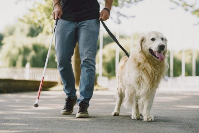 No Dia Internacional do Cão-Guia, destaca-se sua importância para deficientes visuais, com apenas 2% tendo acesso a esses fiéis companheiros (Foto: prostooleh/Freepik)