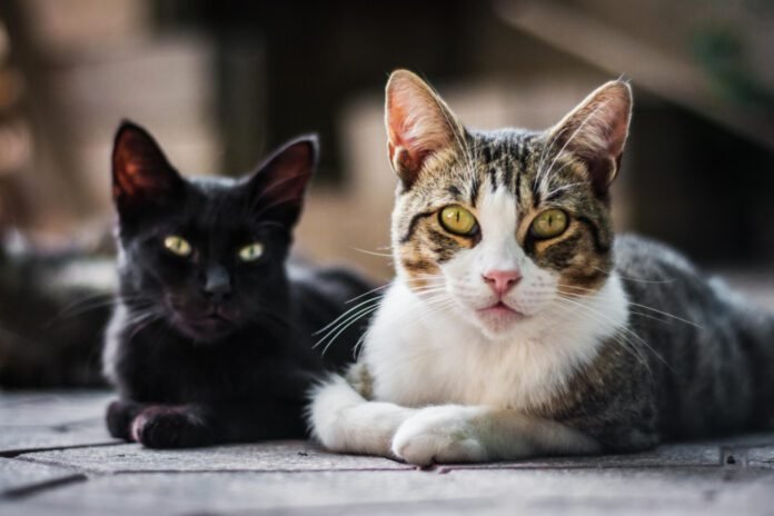 Médico veterinário esclarece algumas teorias sobre hábitos comuns nos gatos (Foto: wirestock/Freepik)
