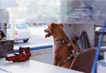 Zee.Dog lança nova collab com a MTV em São Paulo Zee.Dog lança nova collab com a MTV em São Paulo (Foto: Divulgação)