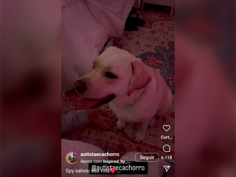 Cão de serviço alerta família e impede complicações graves em criança com diabetes (Foto: Reprodução/Instagram/autistaecachorro)