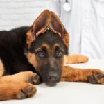 Como proteger os pets dos fogos de artifício no fim de ano Veterinária orienta sobre medidas e medicamentos para proteger os pets contra fogos de artifício (Foto: serhii_bobyk/Freepik)