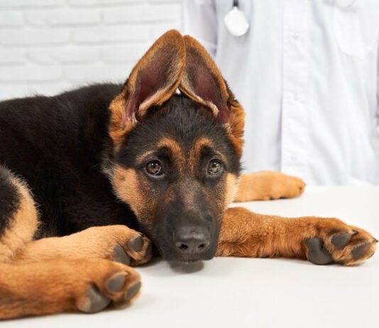 Como proteger os pets dos fogos de artifício no fim de ano Veterinária orienta sobre medidas e medicamentos para proteger os pets contra fogos de artifício (Foto: serhii_bobyk/Freepik)