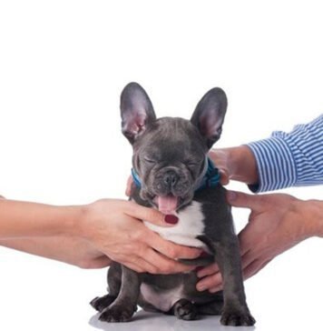 Guarda de pets em separações: como funciona no Brasil? Entenda como é definida a guarda de animais em casos de separação conjugal (Foto: Divulgação)