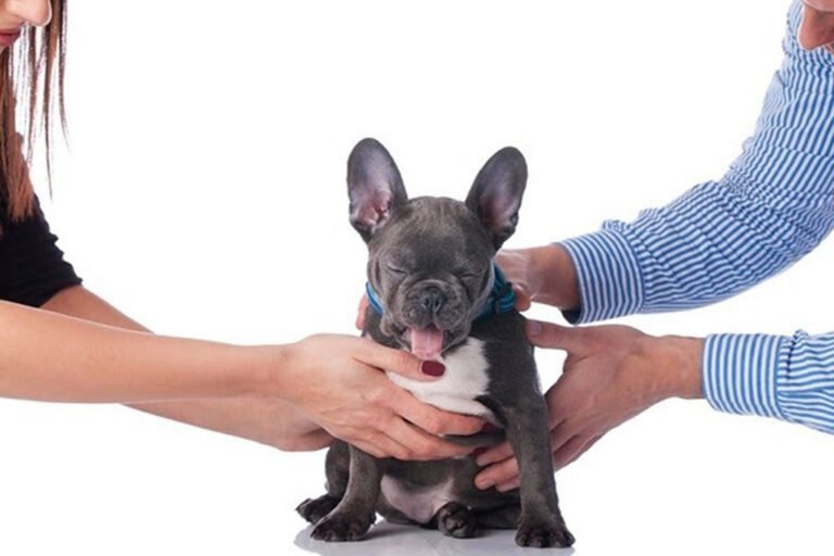 Entenda como é definida a guarda de animais em casos de separação conjugal (Foto: Divulgação)