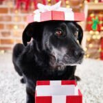 Presentear com pets exige conscientização sobre a posse responsável Conscientização é essencial ao presentear com pets no Natal (Foto: gpointstudio/Freepik)