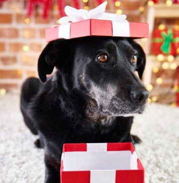 Presentear com pets exige conscientização sobre a posse responsável Conscientização é essencial ao presentear com pets no Natal (Foto: gpointstudio/Freepik)