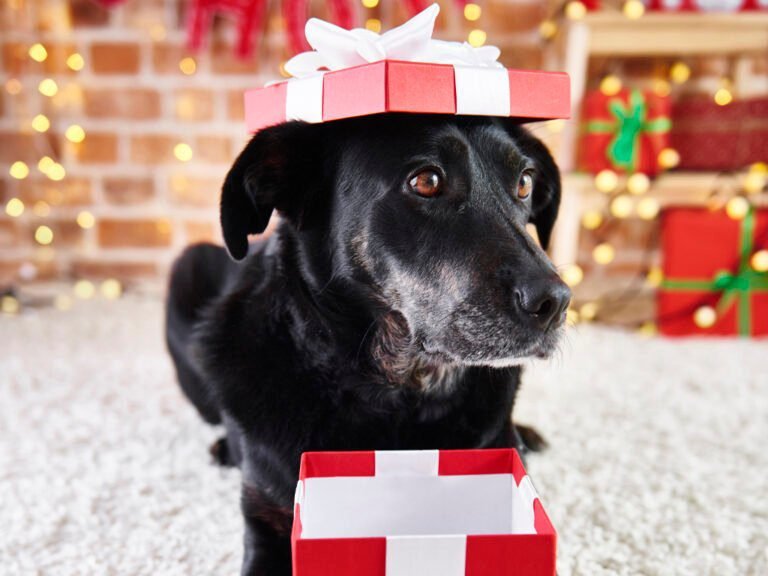 Conscientização é essencial ao presentear com pets no Natal (Foto: gpointstudio/Freepik)