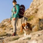 Turismo pet friendly cresce no Brasil e movimenta setor de viagens Turismo pet friendly cresce no Brasil e movimenta setor de viagens (Foto: Freepik)