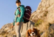 Turismo pet friendly cresce no Brasil e movimenta setor de viagens Turismo pet friendly cresce no Brasil e movimenta setor de viagens (Foto: Freepik)