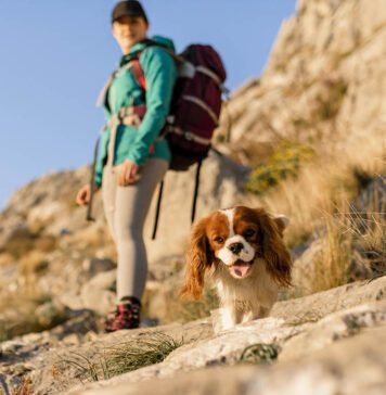 Turismo pet friendly cresce no Brasil e movimenta setor de viagens Turismo pet friendly cresce no Brasil e movimenta setor de viagens (Foto: Freepik)