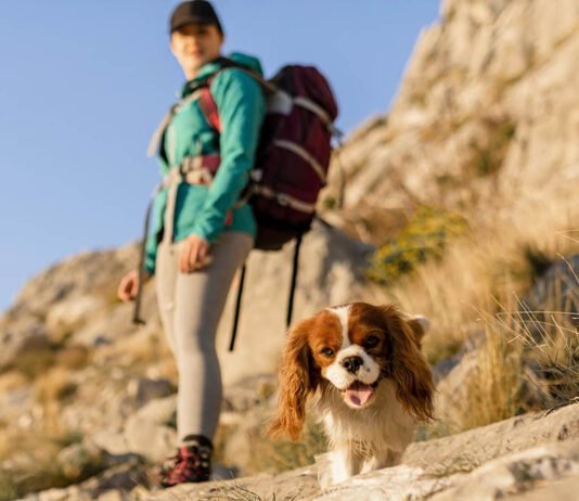 Turismo pet friendly cresce no Brasil e movimenta setor de viagens Turismo pet friendly cresce no Brasil e movimenta setor de viagens (Foto: Freepik)