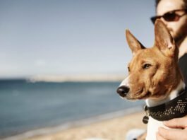 Praia com pets pede atenção a sal, calor e riscos nas patas (Foto: wayhomestudio/Freepik)