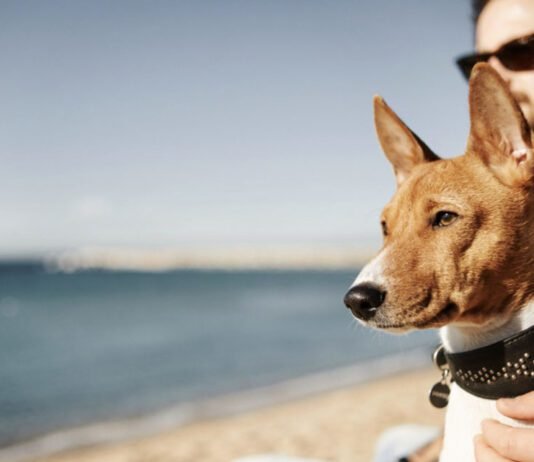 Pets na praia exigem cuidados com calor, sal e areia quente no verão Praia com pets pede atenção a sal, calor e riscos nas patas (Foto: wayhomestudio/Freepik)