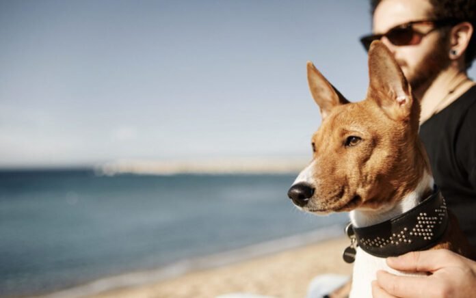 Praia com pets pede atenção a sal, calor e riscos nas patas (Foto: wayhomestudio/Freepik)