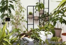 Feng Shui aponta plantas que influenciam energia da casa Feng Shui relaciona plantas ao equilíbrio energético da casa (Foto: freepik)