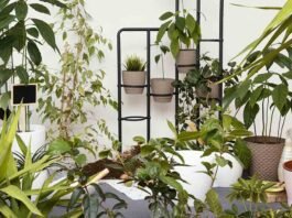 Feng Shui relaciona plantas ao equilíbrio energético da casa (Foto: freepik)