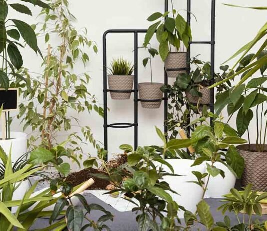 Feng Shui aponta plantas que influenciam energia da casa Feng Shui relaciona plantas ao equilíbrio energético da casa (Foto: freepik)