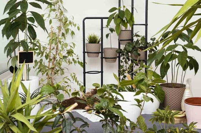 Feng Shui relaciona plantas ao equilíbrio energético da casa (Foto: freepik)