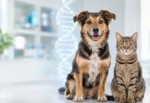 Teste genético para pets ajuda a orientar cuidados com cães e gatos Teste genético para pets utiliza uma coleta bucal para analisar o DNA de cães e gatos (Foto: Divulgação/Petgenoma)