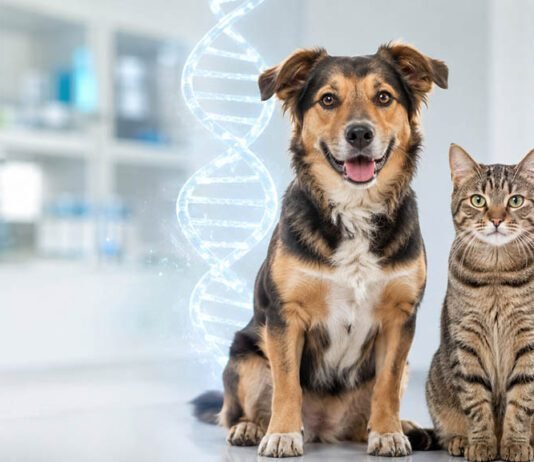 Teste genético para pets ajuda a orientar cuidados com cães e gatos Teste genético para pets utiliza uma coleta bucal para analisar o DNA de cães e gatos (Foto: Divulgação/Petgenoma)